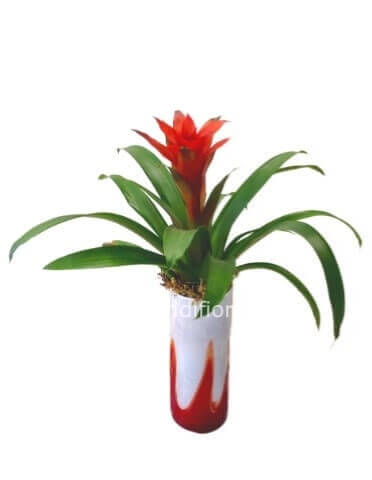 Guzmania