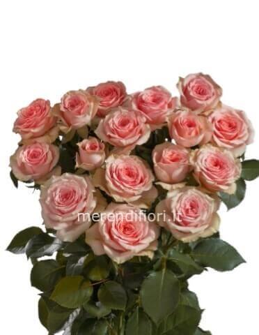Rose stelo