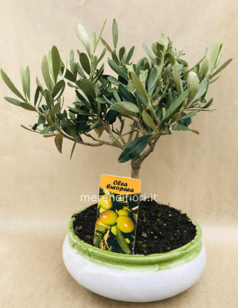 Ulivo bonsai