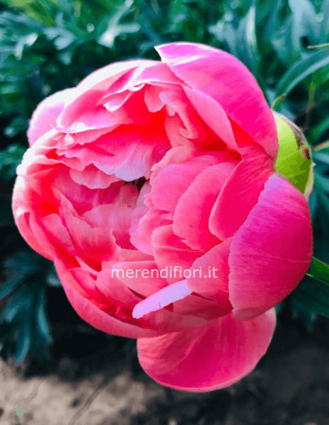 Bouquet 3 steli peonie 