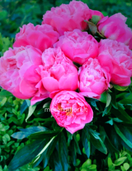 Bouquet peonie 6 steli