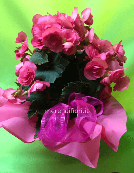 Begonia Rosa 