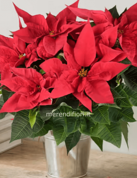 Pianta stella di Natale