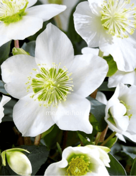 Pianta rosa di Natale