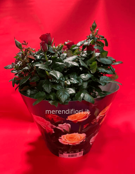 Pianta rosa rossa San Valentino