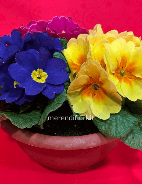 Ciotola primula San Valentino