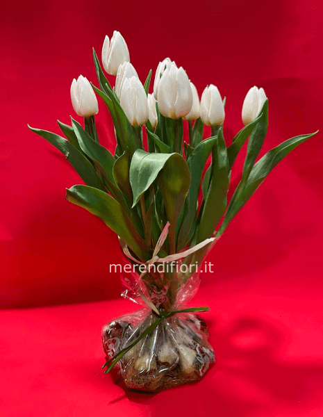 Sacchetto bulbi tulipani