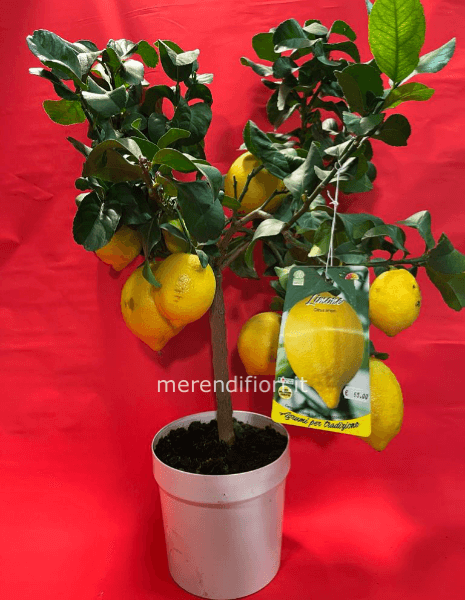 Limone 