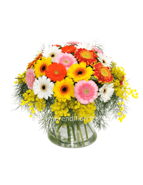 Mimosa e gerbere miste