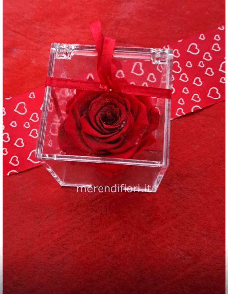 Cubo rosa stabilizzata eterna 