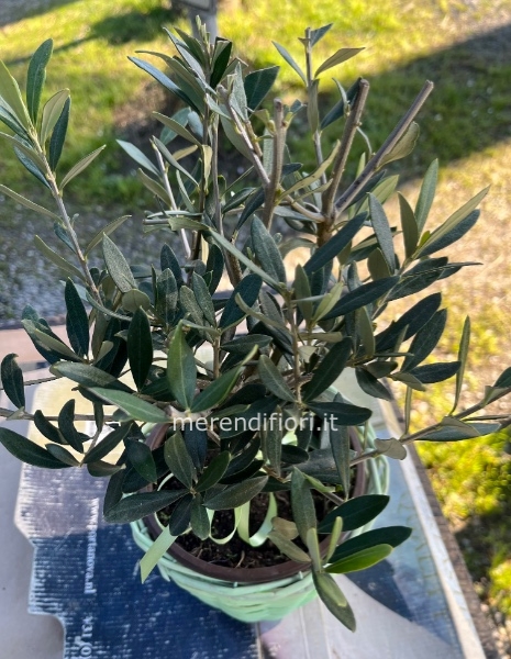 Pianta ulivo 